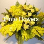 Pinto Flowers